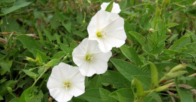 Convolvulus arvensis